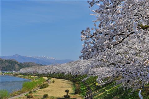 桧木内川堤